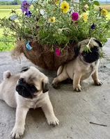 Fawn female , a female Pug for sale in Barry, IL – 5 of 9