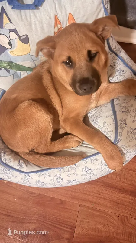 Spinx, a male German Shepherd Dog for sale in Knoxville, TN – Photo 1 of 2