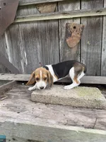 Reba, a female Beagle for sale in Strong, AR – 4 of 4