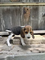 Lyla, a female Beagle for sale in Strong, AR – 6 of 8