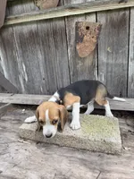 Drake , a male Beagle for sale in Strong, AR – 2 of 7