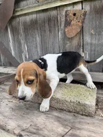 Lyla, a female Beagle for sale in Strong, AR – 2 of 8