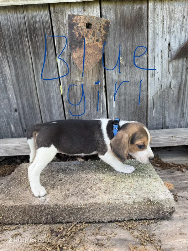 Blue – Beagle puppy for sale in Strong, AR