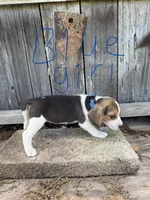 Blue, a female Beagle for sale in Strong, AR – 1 of 1