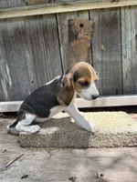 Lyla, a female Beagle for sale in Strong, AR – 7 of 8
