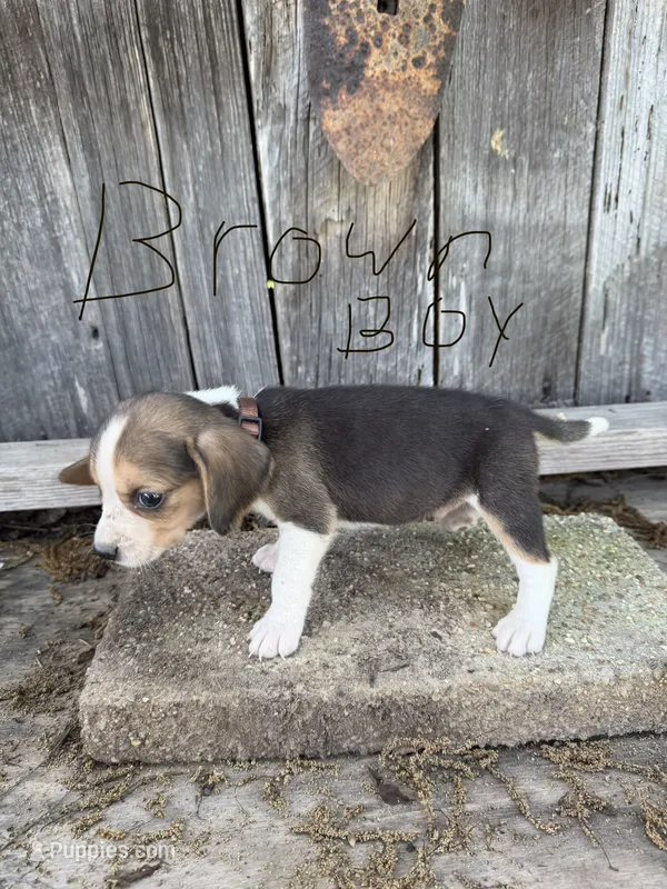 Brown – Beagle puppy for sale in Strong, AR