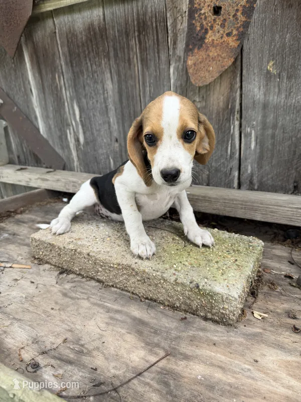 Daisy – Beagle puppy for sale in Strong, AR