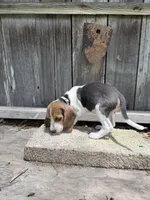 Lyla, a female Beagle for sale in Strong, AR – 8 of 8