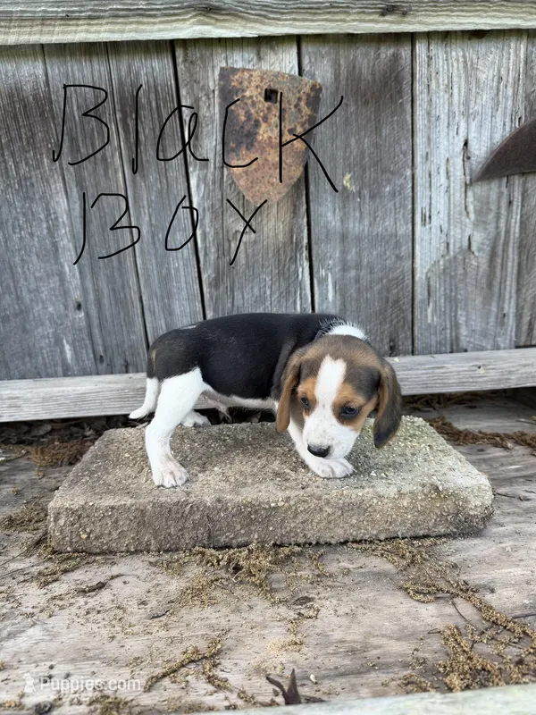 Blackey – Beagle puppy for sale in Strong, AR