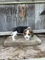 Blackey, a male Beagle for sale in Strong, AR – 1 of 1