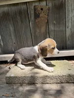 Drake , a male Beagle for sale in Strong, AR – 7 of 7