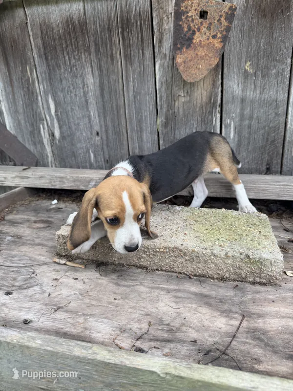 Drake  – Beagle puppy for sale in Strong, AR