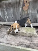 Drake , a male Beagle for sale in Strong, AR – 1 of 7