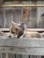 Drake , a male Beagle for sale in Strong, AR – 6 of 7