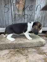 Silver, a male Beagle for sale in Strong, AR – 1 of 1