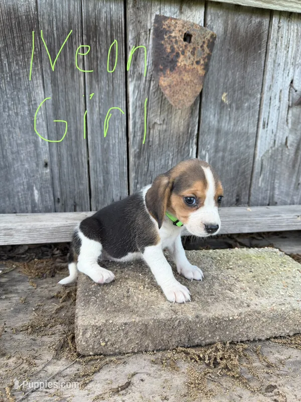 Neon – Beagle puppy for sale in Strong, AR