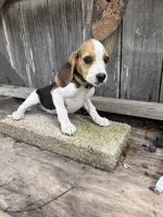 Daisy, a female Beagle for sale in Strong, AR – 3 of 3