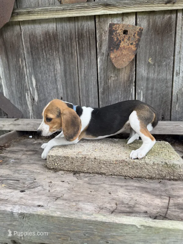 Reba – Beagle puppy for sale in Strong, AR
