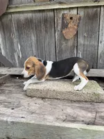 Reba, a female Beagle for sale in Strong, AR – 1 of 4