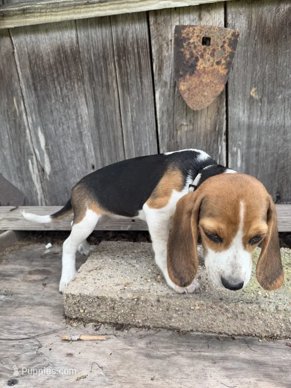 Lyla – Beagle puppy for sale in Strong, AR