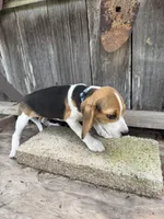 Reba, a female Beagle for sale in Strong, AR – 2 of 4