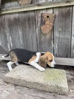 Drake , a male Beagle for sale in Strong, AR – 3 of 7