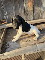Blaze, a male German Shorthaired Pointer for sale in Strong, AR – Photo 2 of 3