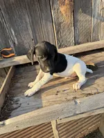 Blaze, a male German Shorthaired Pointer for sale in Strong, AR – Photo 1 of 3