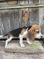 Lyla, a female Beagle for sale in Strong, AR – 4 of 8