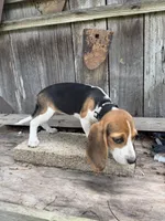 Lyla, a female Beagle for sale in Strong, AR – 3 of 8