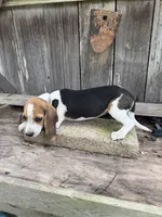 Daisy, a female Beagle for sale in Strong, AR – 2 of 3