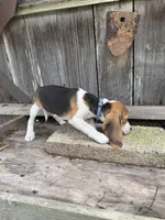 Reba, a female Beagle for sale in Strong, AR – 3 of 4