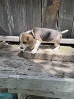 Drake , a male Beagle for sale in Strong, AR – 4 of 7