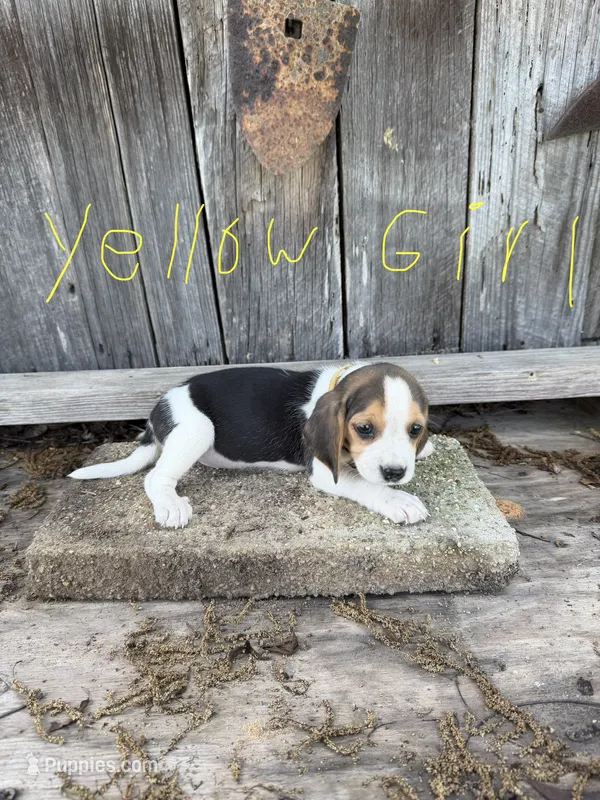 Yellow – Beagle puppy for sale in Strong, AR