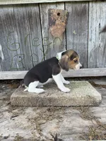 Green, a male Beagle for sale in Strong, AR – 1 of 1