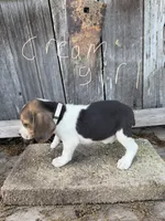 Cream, a female Beagle for sale in Strong, AR – 1 of 1