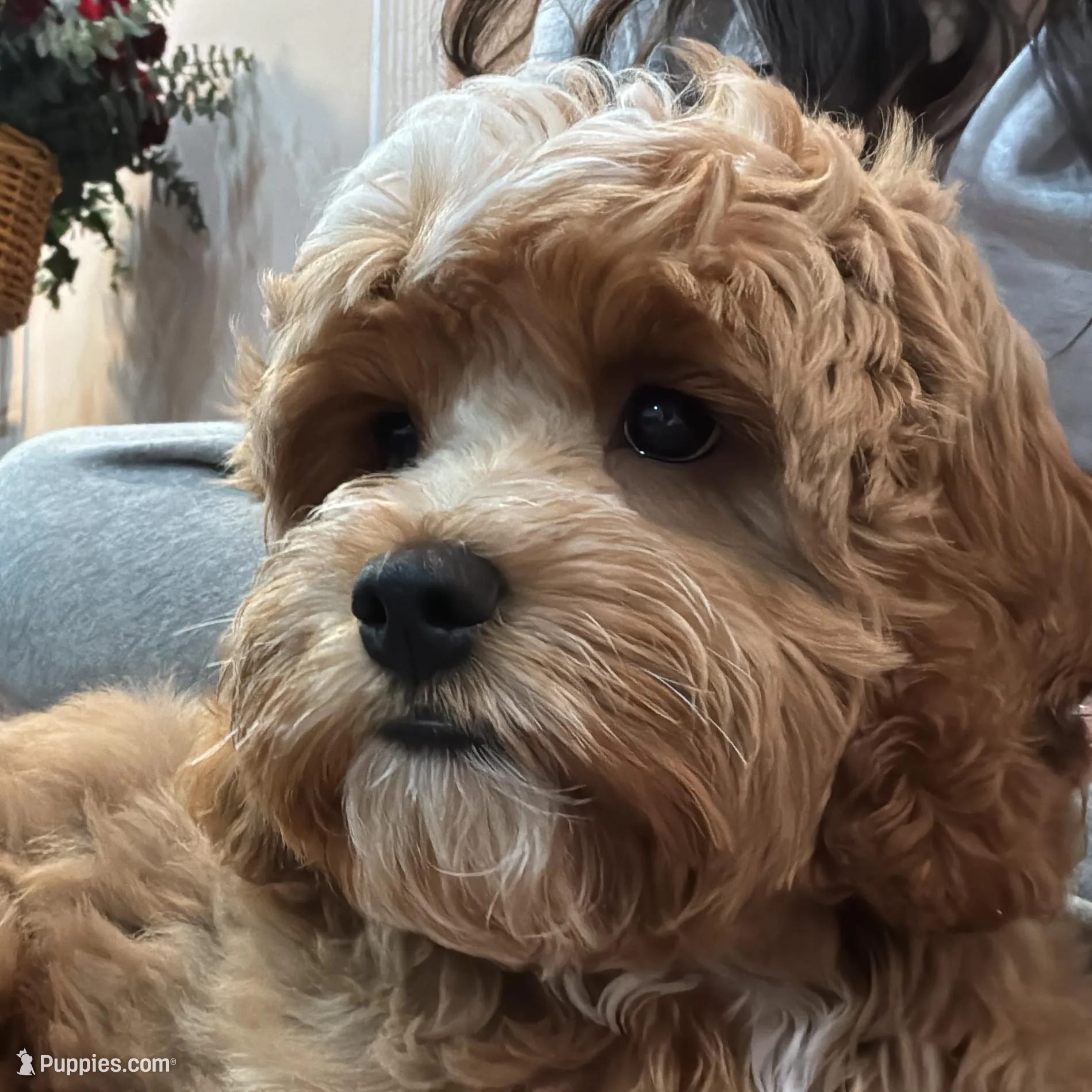 Stitch, a male Cockapoo for sale in Carson, CA – Photo 2 of 7
