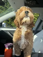 Stitch, a male Cockapoo for sale in Carson, CA – Photo 5 of 7