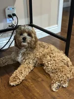 Stitch, a male Cockapoo for sale in Carson, CA – Photo 6 of 7