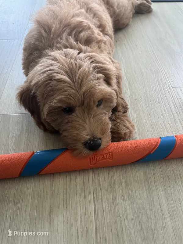 Mini Golden Doodle – Miniature Goldendoodle puppy for sale in Argyle, TX