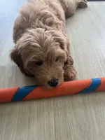 Mini Golden Doodle, a female Miniature Goldendoodle for sale in Argyle, TX – 1 of 4