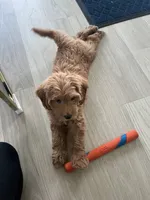 Mini Golden Doodle, a female Miniature Goldendoodle for sale in Argyle, TX – 3 of 4