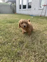 Mini Golden Doodle, a female Miniature Goldendoodle for sale in Argyle, TX – 2 of 4