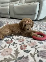 Mini Golden Doodle, a female Miniature Goldendoodle for sale in Argyle, TX – 4 of 4