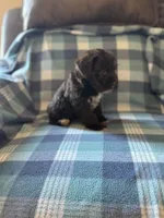 Daisy, a female Miniature Schnauzer for sale in Boswell, OK – 5 of 5