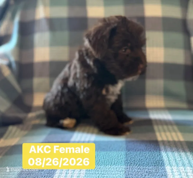 Daisy – Miniature Schnauzer puppy for sale in Boswell, OK