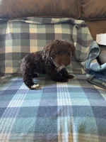Daisy, a female Miniature Schnauzer for sale in Boswell, OK – 3 of 5