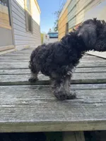 Bubba, a male Miniature Schnauzer for sale in Boswell, OK – 3 of 4
