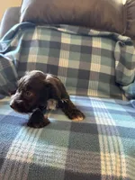 Rosco, a male Miniature Schnauzer for sale in Boswell, OK – 2 of 5