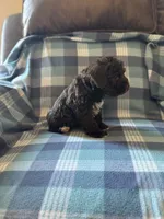 Daisy, a female Miniature Schnauzer for sale in Boswell, OK – 4 of 5